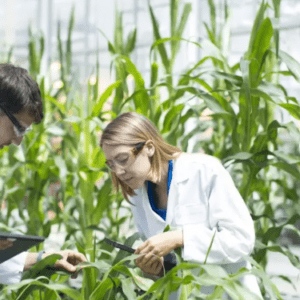 How Biotechnology is Transforming the Agriculture Sector?